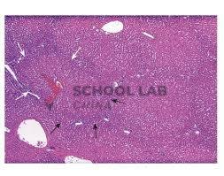 Prepared Microscope Slide - Spinal Cord T.S.